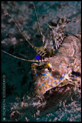 Paradise and it's wonderfull creatures! by Soren Egeberg 